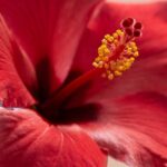 Hibiscus For Menopause
